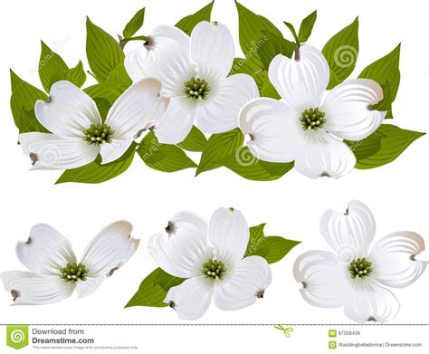 dogwood flower photos|free dogwood flower clip art.